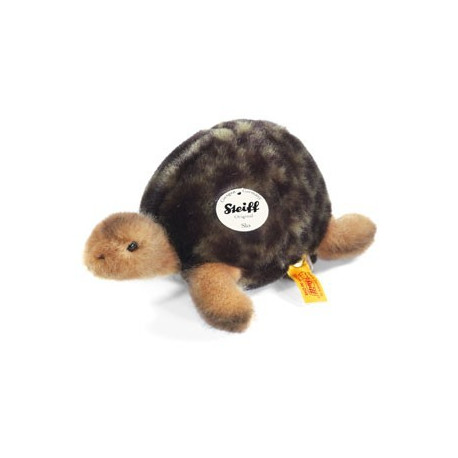 tortue Slo tortue Slo