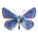 Wunderschöner Schmetterling Wandaufkleber